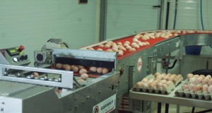 Explotación de gallos y gallinas reproductores pesados